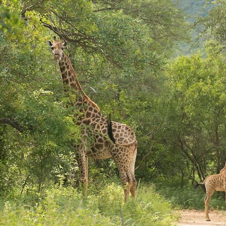 Cape Vulture Conservancy โฮดสปรูท ภายนอก รูปภาพ