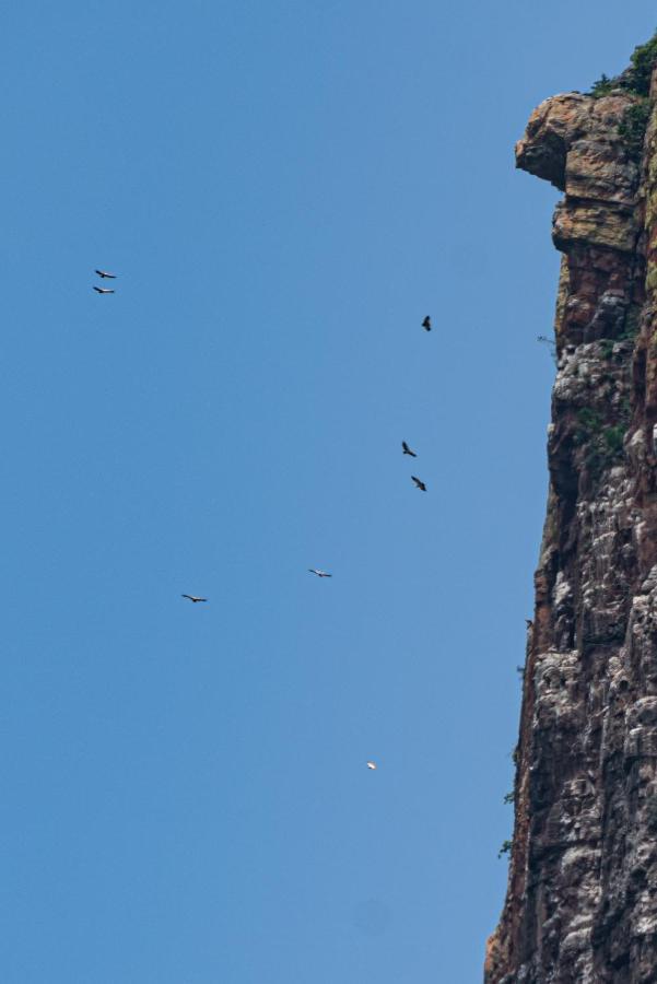 Cape Vulture Conservancy โฮดสปรูท ภายนอก รูปภาพ