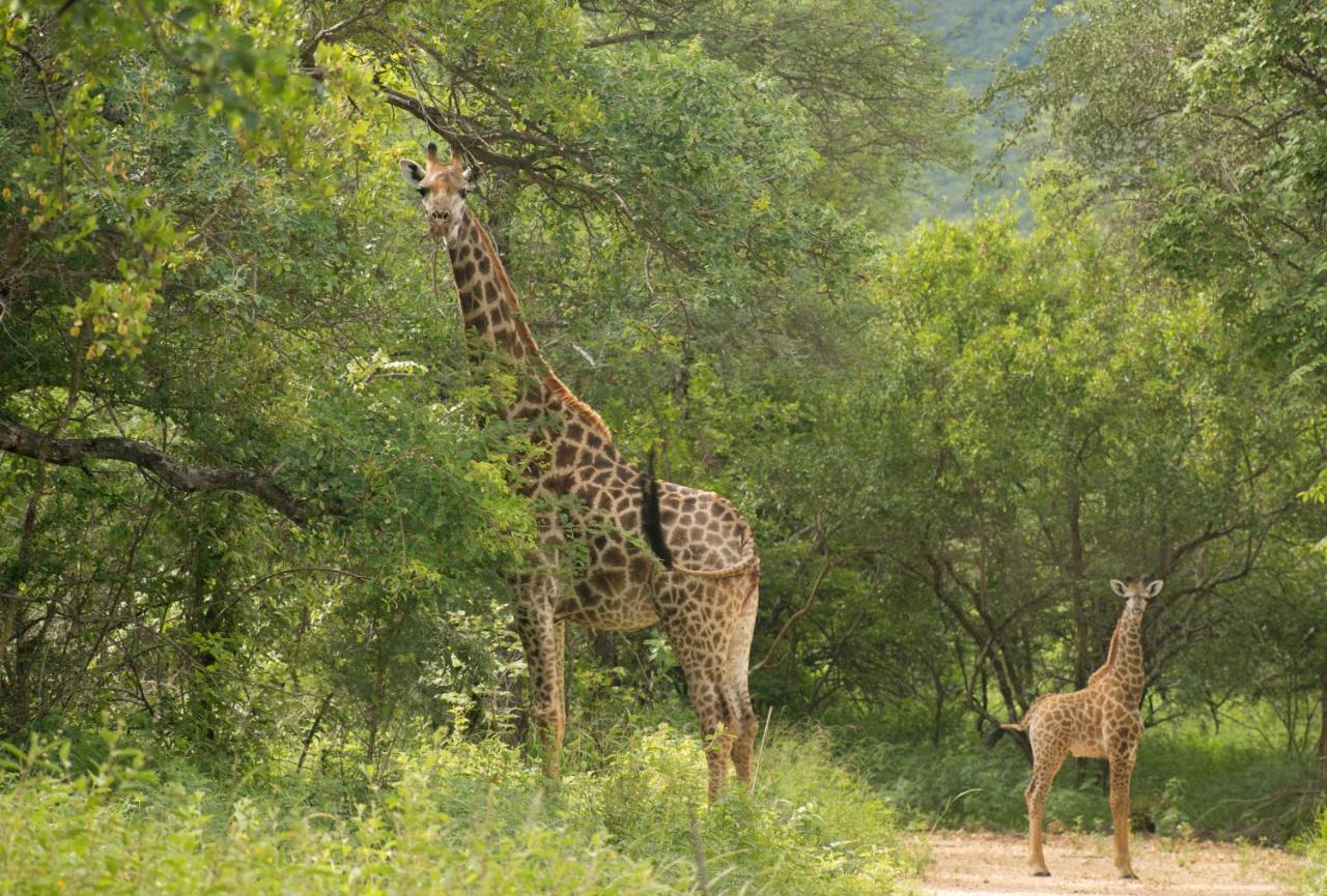 Cape Vulture Conservancy โฮดสปรูท ภายนอก รูปภาพ