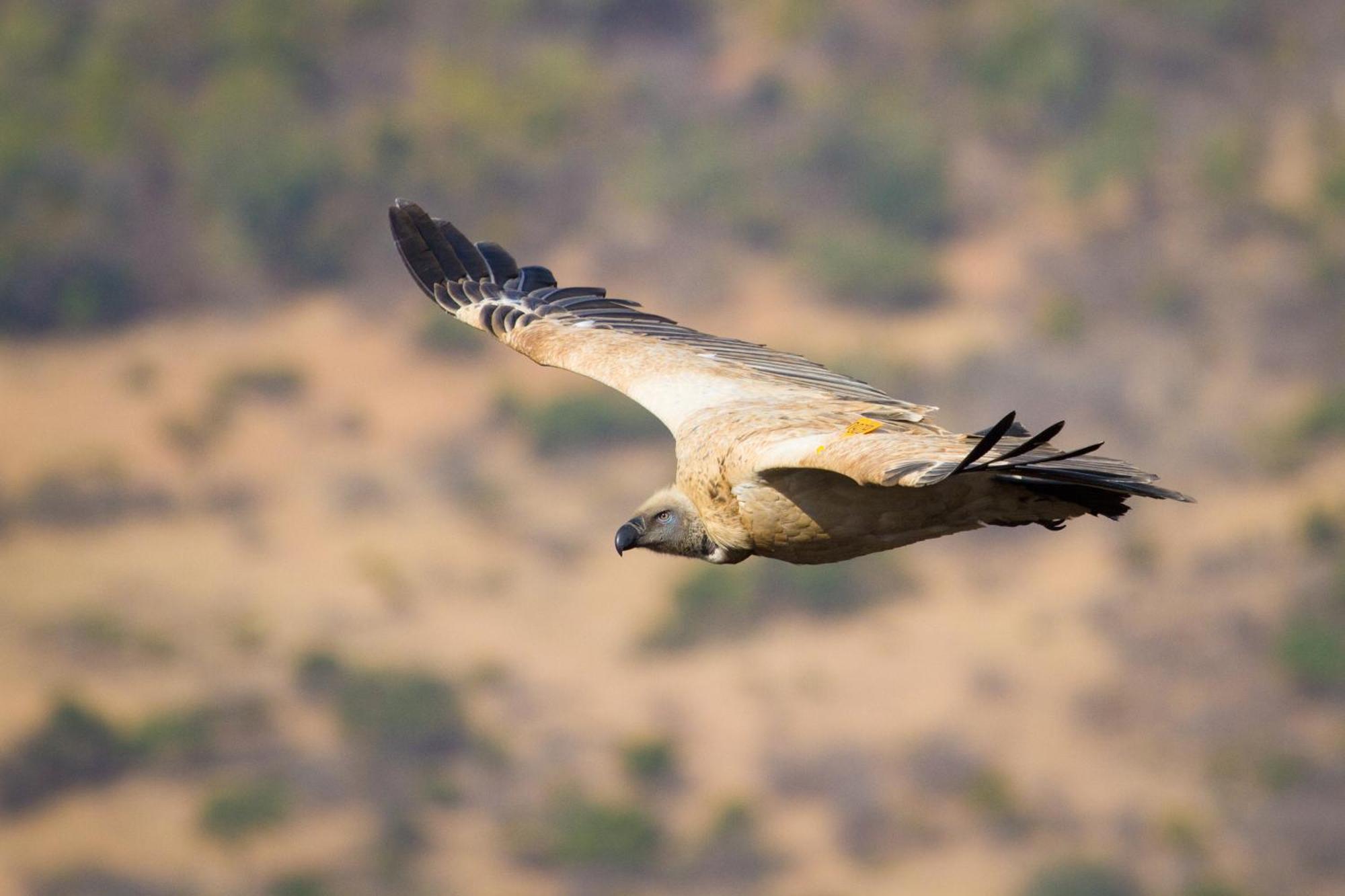 Cape Vulture Lodge โฮดสปรูท ภายนอก รูปภาพ